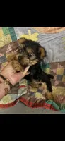 Tiny Girl , a female Yorkshire Terrier for sale in Adairsville, GA – 3 of 3