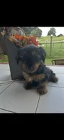 Taz, a male Yorkshire Terrier for sale in Adairsville, GA – 3 of 3