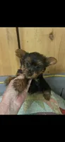 Dinky , a female Yorkshire Terrier for sale in Adairsville, GA – 4 of 4