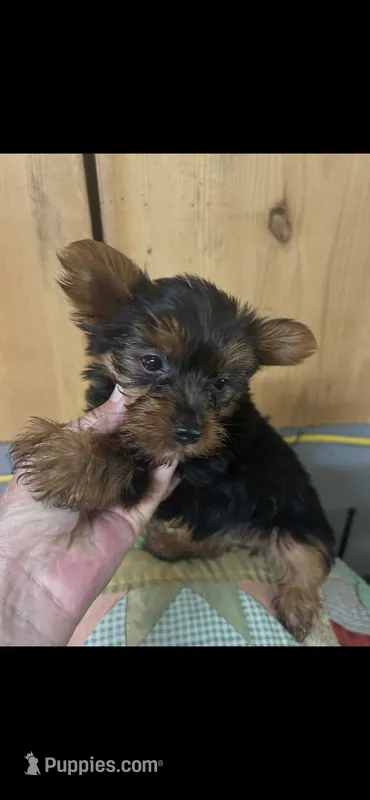 Dinky  – Yorkshire Terrier puppy for sale in Adairsville, GA