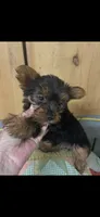 Dinky , a female Yorkshire Terrier for sale in Adairsville, GA – 1 of 4