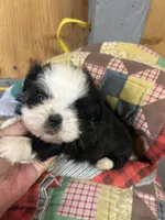 Panda Bear , a female Shih Tzu for sale in Adairsville, GA – 2 of 3