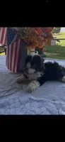 Daisy, a female Shih Tzu for sale in Adairsville, GA – 3 of 3