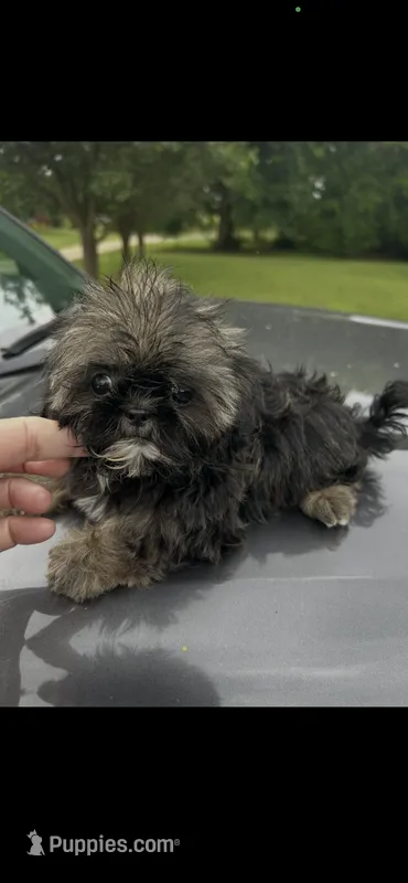 Taz – Shih Tzu puppy for sale in Adairsville, GA