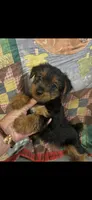 Rip, a male Yorkshire Terrier for sale in Adairsville, GA – 2 of 3