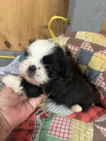 Panda Bear , a female Shih Tzu for sale in Adairsville, GA – 3 of 3