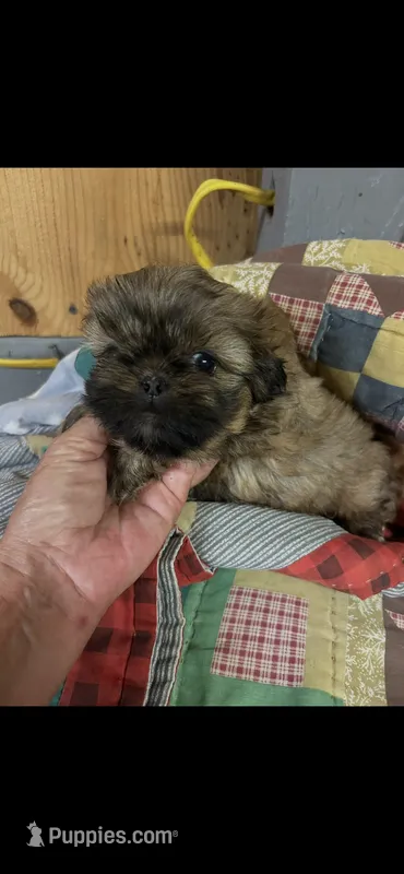 Reba – Shih Tzu puppy for sale in Adairsville, GA