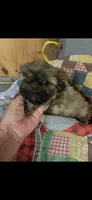Reba, a female Shih Tzu for sale in Adairsville, GA – 1 of 3
