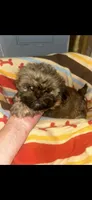 Sasha, a female Shih Tzu for sale in Adairsville, GA – 2 of 5