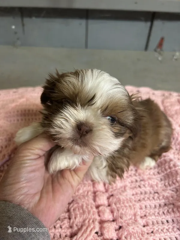 Hope – Shih Tzu puppy for sale in Adairsville, GA