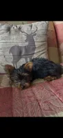 Gracie, a female Yorkshire Terrier for sale in Adairsville, GA – 3 of 4