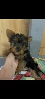 Molly, a female Yorkshire Terrier for sale in Adairsville, GA – 2 of 2