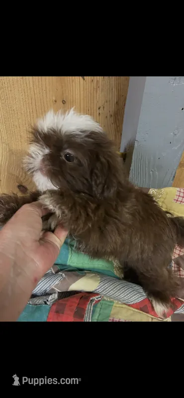 Cinnamon  – Shih Tzu puppy for sale in Adairsville, GA