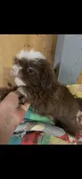 Cinnamon , a female Shih Tzu for sale in Adairsville, GA – 1 of 2
