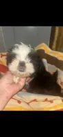 Panda, a female Shih Tzu for sale in Adairsville, GA – 2 of 2