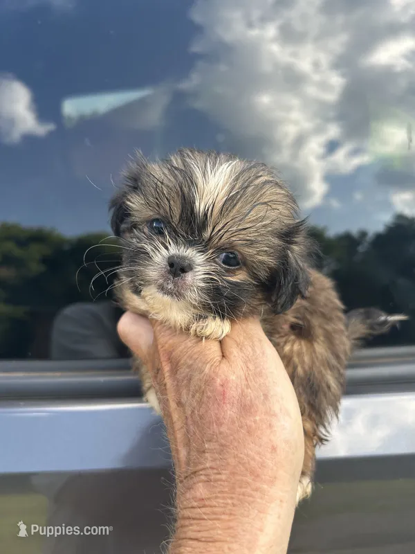 Tiny Girl  – Shih Tzu puppy for sale in Adairsville, GA