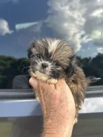 Tiny Girl , a female Shih Tzu for sale in Adairsville, GA – 1 of 4