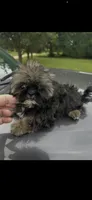 Gizmo , a male Shih Tzu for sale in Adairsville, GA – 3 of 3