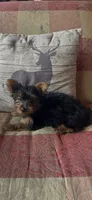 Gracie, a female Yorkshire Terrier for sale in Adairsville, GA – 4 of 4
