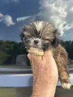 Tiny Girl , a female Shih Tzu for sale in Adairsville, GA – 2 of 4