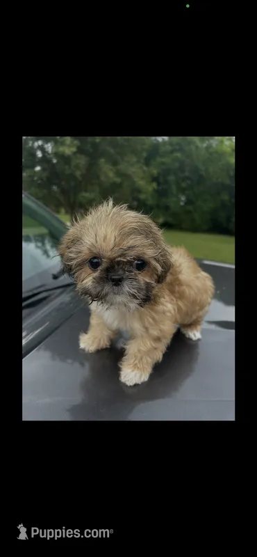 Ella – Shih Tzu puppy for sale in Adairsville, GA