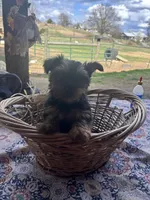 Olivia , a female Yorkshire Terrier for sale in Adairsville, GA – Photo 2 of 3