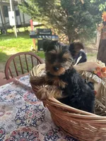 Olivia , a female Yorkshire Terrier for sale in Adairsville, GA – Photo 1 of 3