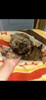 Sasha, a female Shih Tzu for sale in Adairsville, GA – 5 of 5