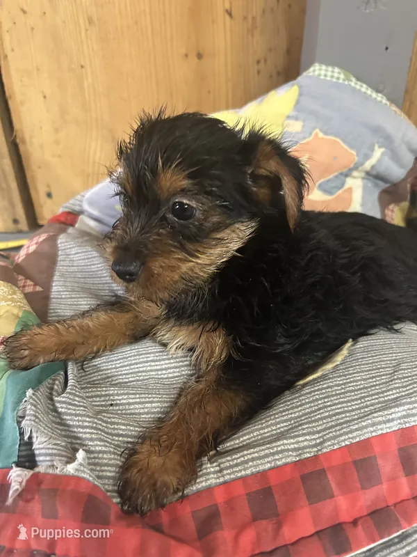 Mollie – Yorkshire Terrier puppy for sale in Adairsville, GA
