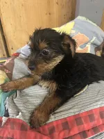 Mollie, a female Yorkshire Terrier for sale in Adairsville, GA – 1 of 2