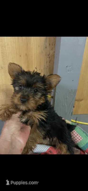 Molly – Yorkshire Terrier puppy for sale in Adairsville, GA