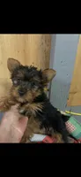 Molly, a female Yorkshire Terrier for sale in Adairsville, GA – 1 of 2