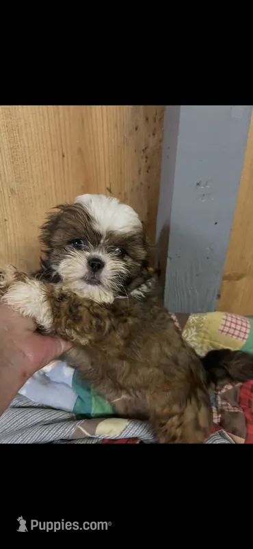 Rocky – Shih Tzu puppy for sale in Adairsville, GA