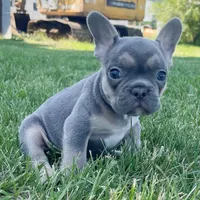 Bella, a female French Bulldog for sale in Centralia, KS – 5 of 7