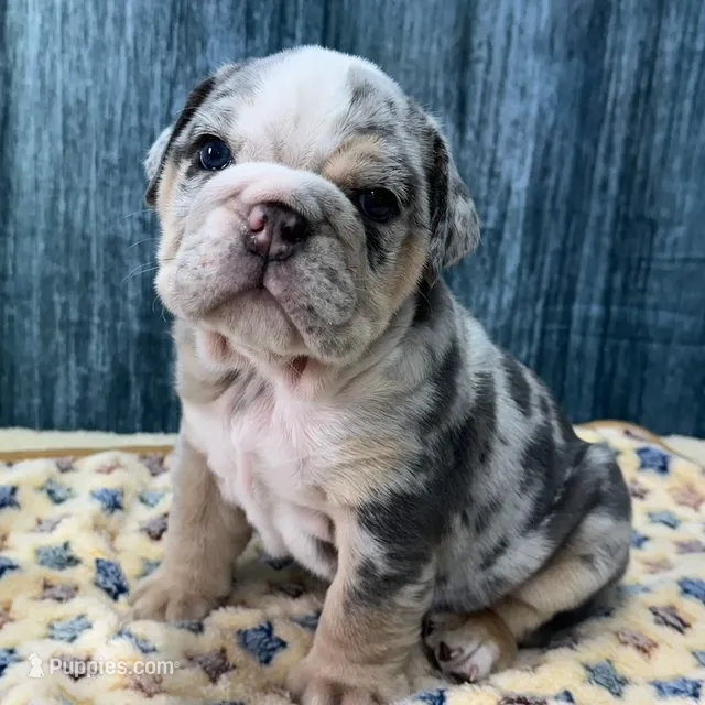 Dozer – English Bulldog puppy for sale in Centralia, KS