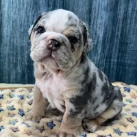 Dozer, a male English Bulldog for sale in Centralia, KS – 1 of 4