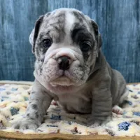 Gus, a male English Bulldog for sale in Centralia, KS – 3 of 4