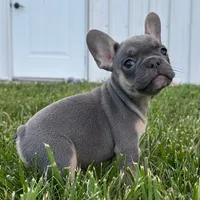 Chip, a female French Bulldog for sale in Centralia, KS – 3 of 7