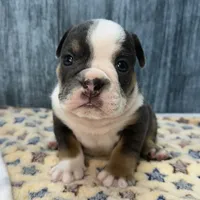 ROCKY 75, a male English Bulldog for sale in Centralia, KS – 3 of 3