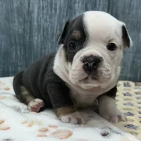OTIS 78, a male English Bulldog for sale in Centralia, KS – 3 of 3