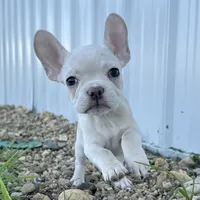 Maisie, a female French Bulldog for sale in Centralia, KS – 6 of 9
