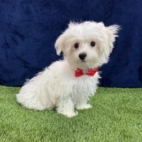 Ralph - Cotenese, a male Maltese for sale in Centralia, KS – Photo 2 of 5