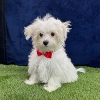 Ralph - Cotenese, a male Maltese for sale in Centralia, KS – Photo 1 of 5
