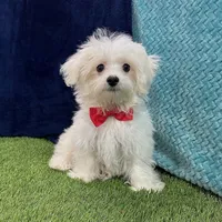 Ralph - Cotenese, a male Maltese for sale in Centralia, KS – Photo 5 of 5