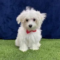 Ralph - Cotenese, a male Maltese for sale in Centralia, KS – Photo 4 of 5