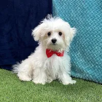 Ralph - Cotenese, a male Maltese for sale in Centralia, KS – Photo 3 of 5