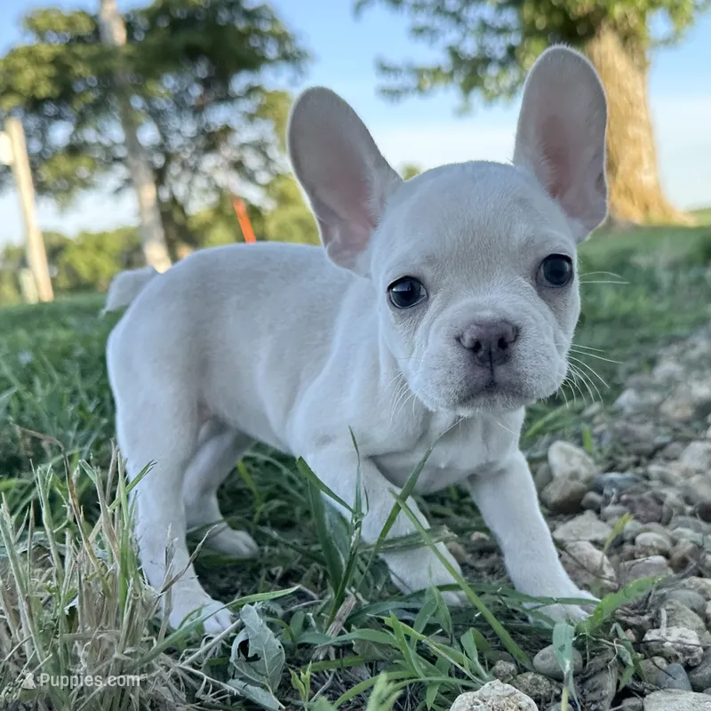 Maisie – French Bulldog puppy for sale in Centralia, KS