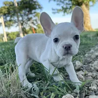 Maisie, a female French Bulldog for sale in Centralia, KS – 1 of 9