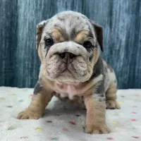 Zoey, a female English Bulldog for sale in Centralia, KS – 2 of 4