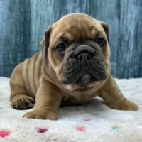 Roxy, a female English Bulldog for sale in Centralia, KS – 2 of 3